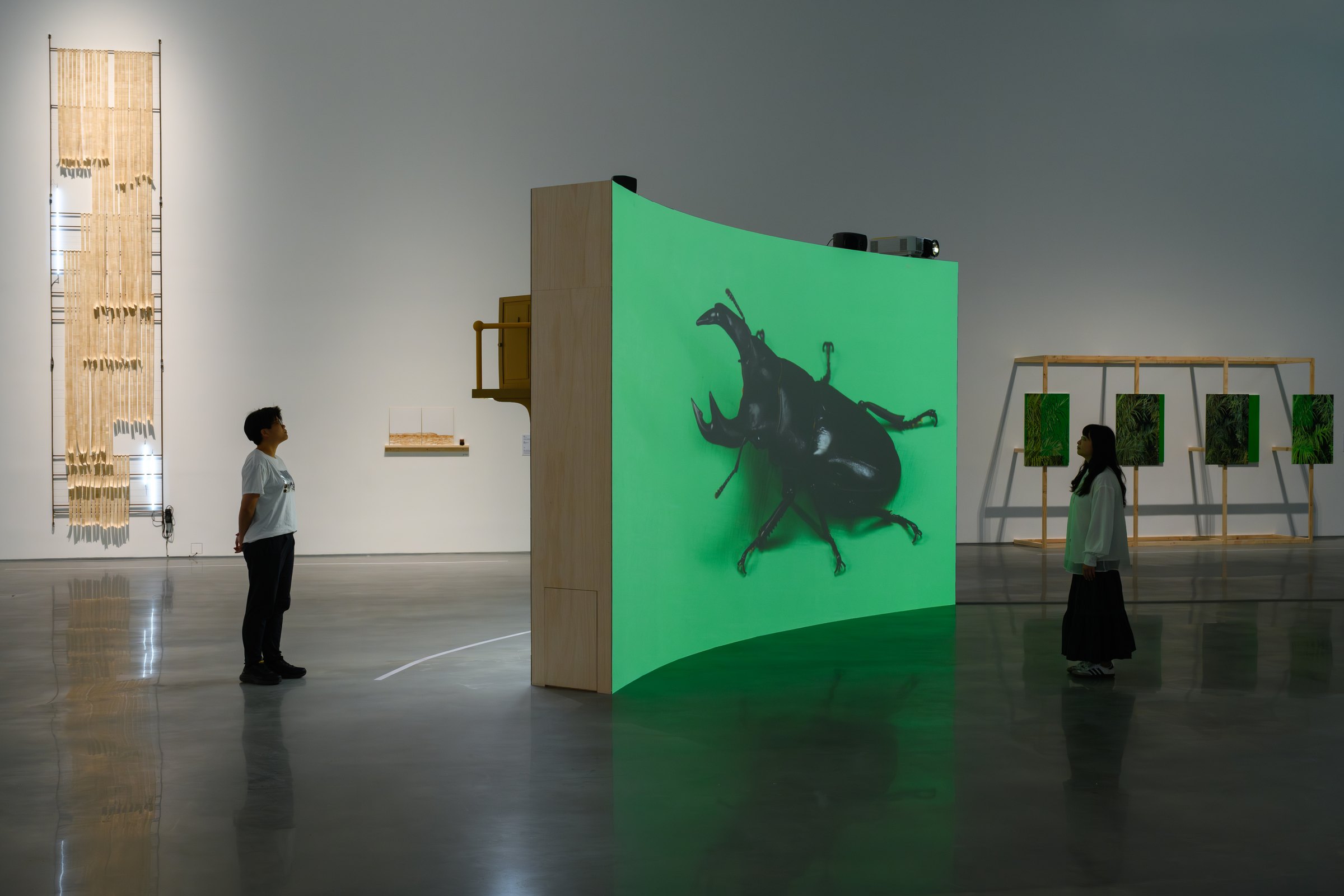 高砂深山鍬形蟲 / Takasago Stag Beetle — 展示風景 5